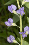 Blue wild indigo